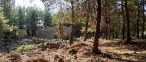 LyrBoton Kome Antalya