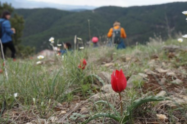 Kızılcahamam, Soğuksu, Dağ laleleri Doğa Yürüyüşü 27.04.2025